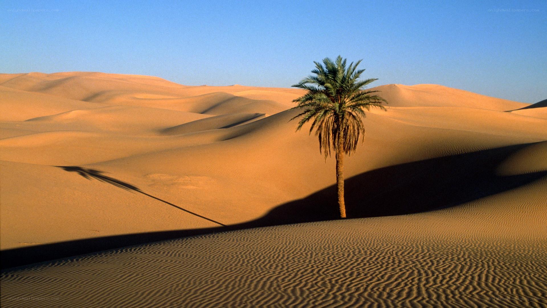 Desert palm tree landscape