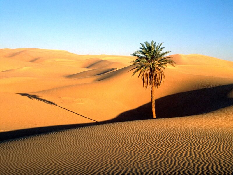 Desert palm tree landscape