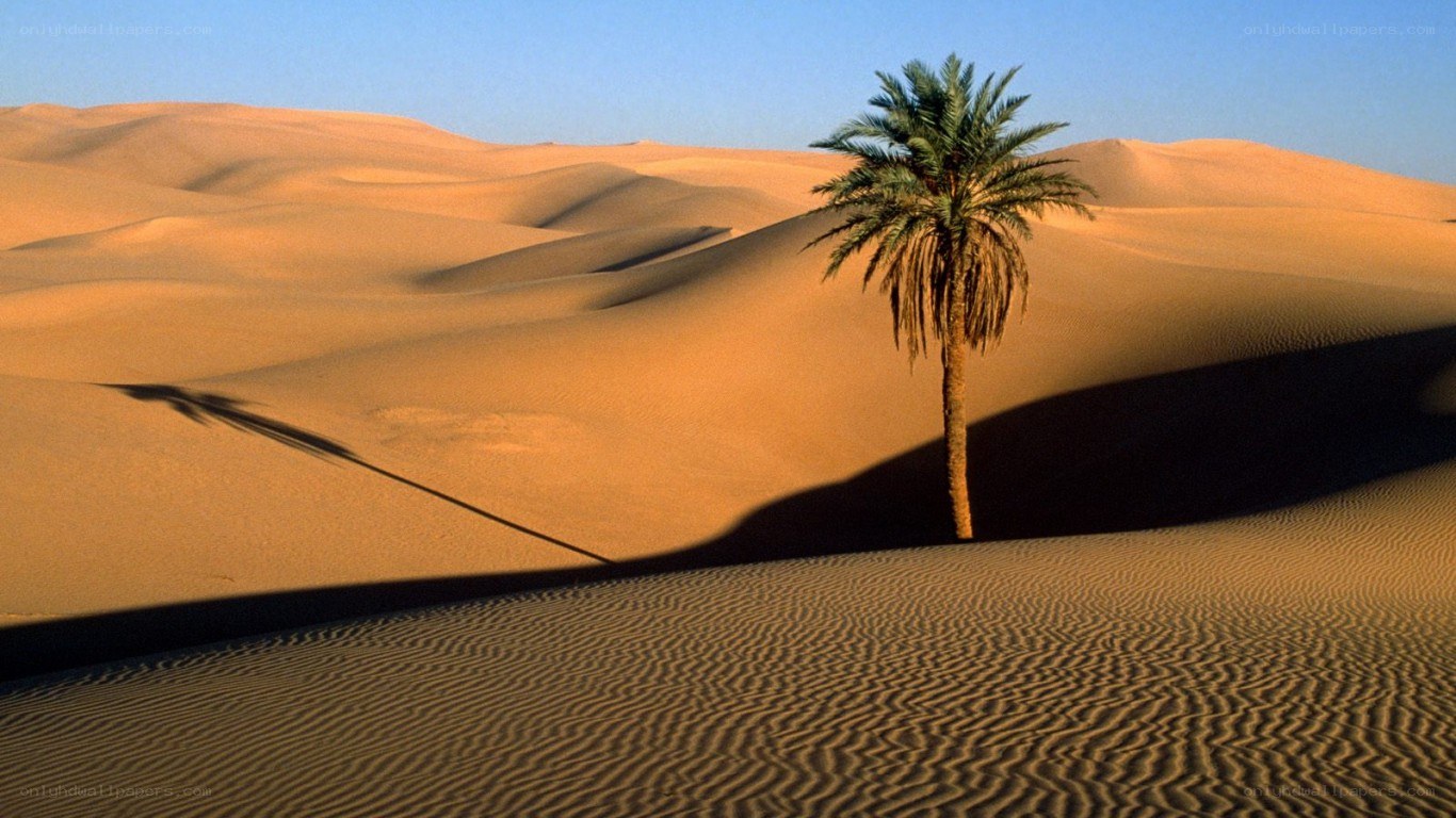 Desert palm tree landscape