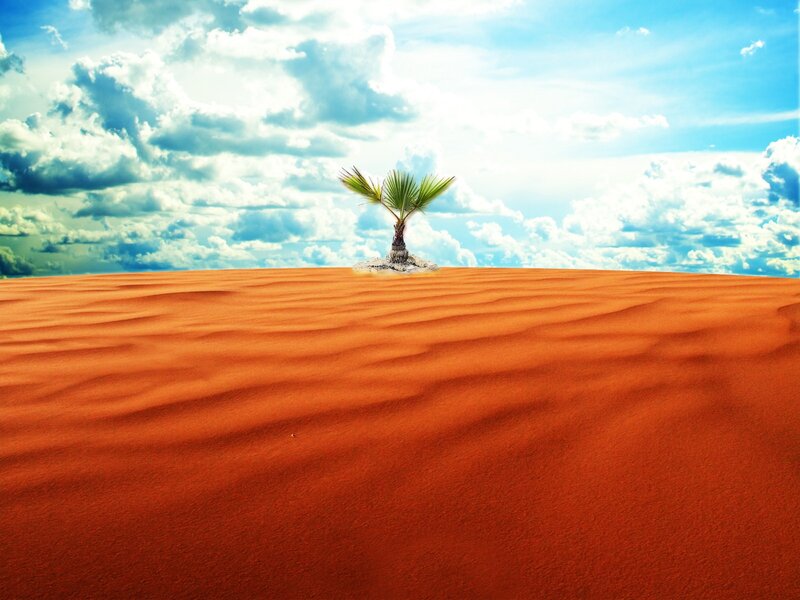Desert palm tree