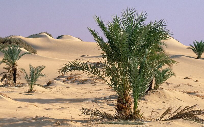 Desert palm trees