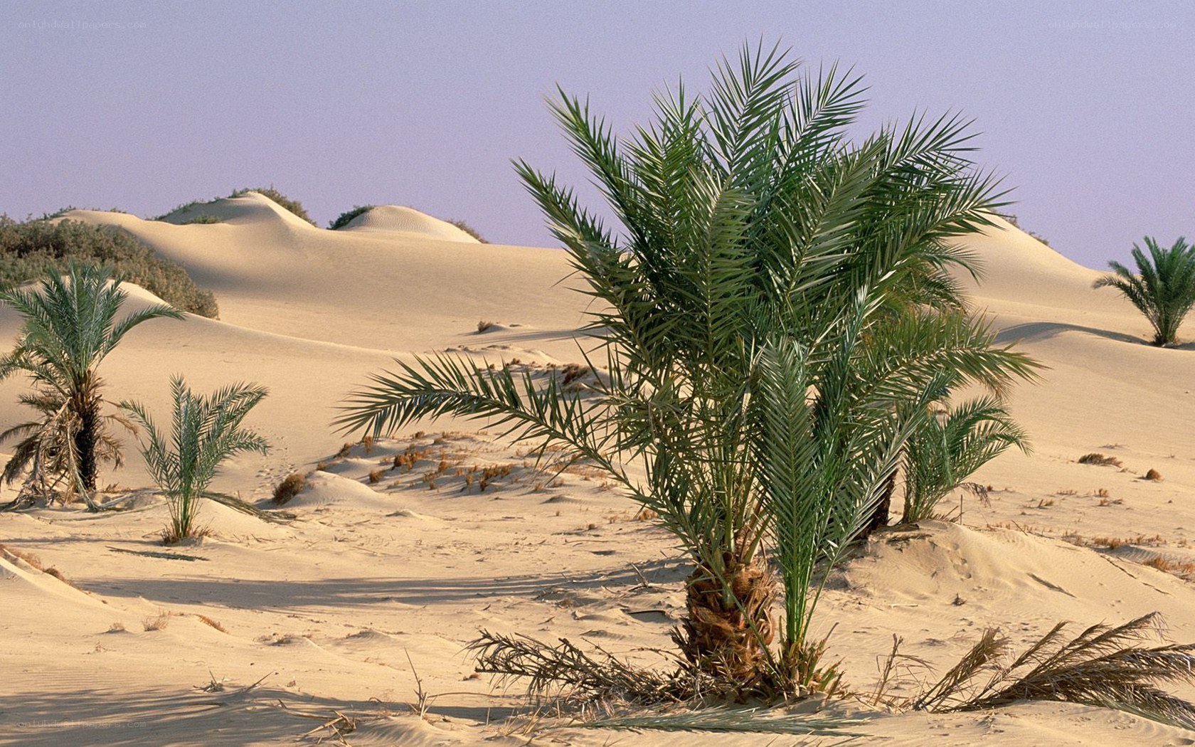Desert palm trees
