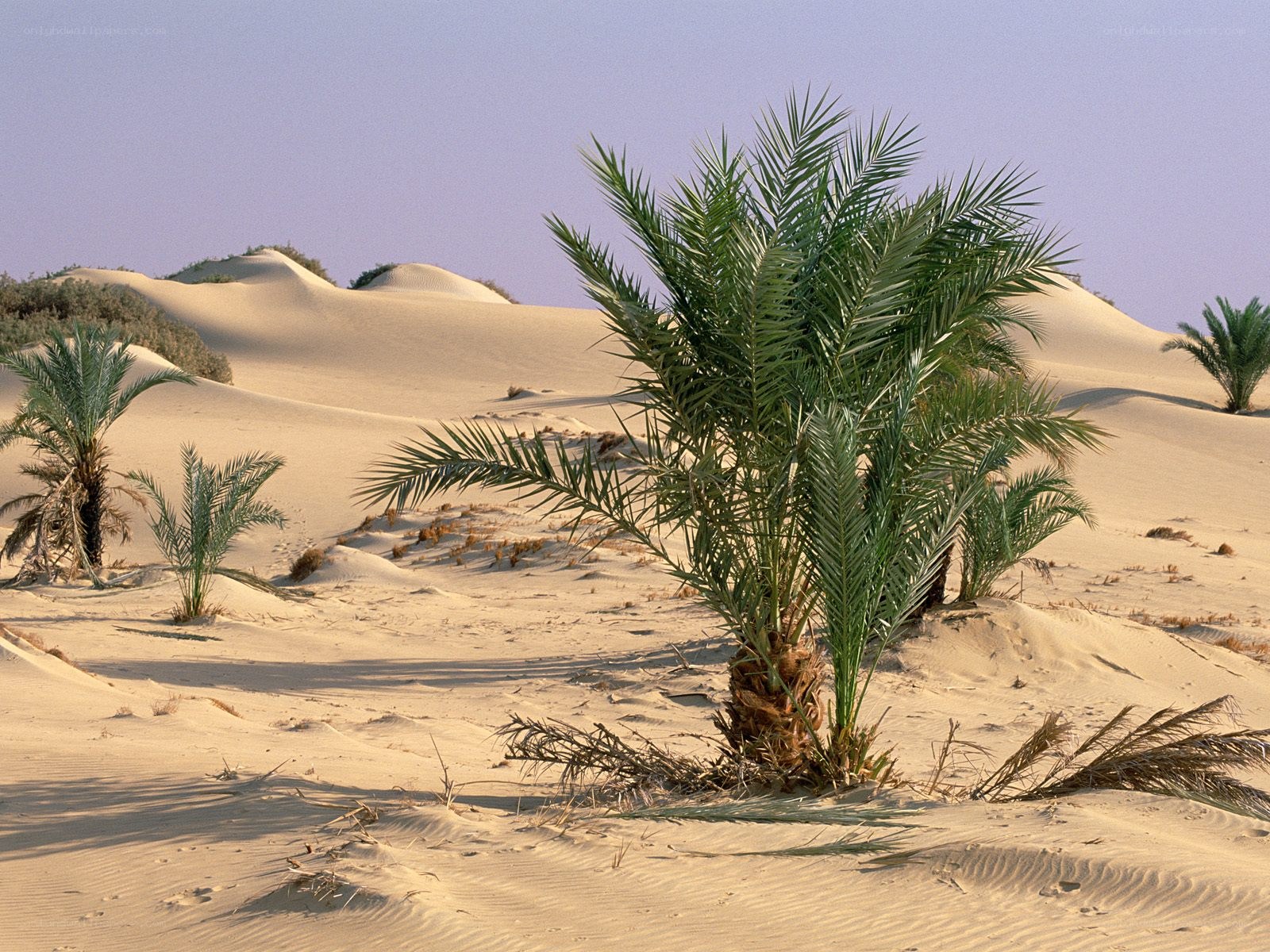 Desert palm trees on sand dunes
