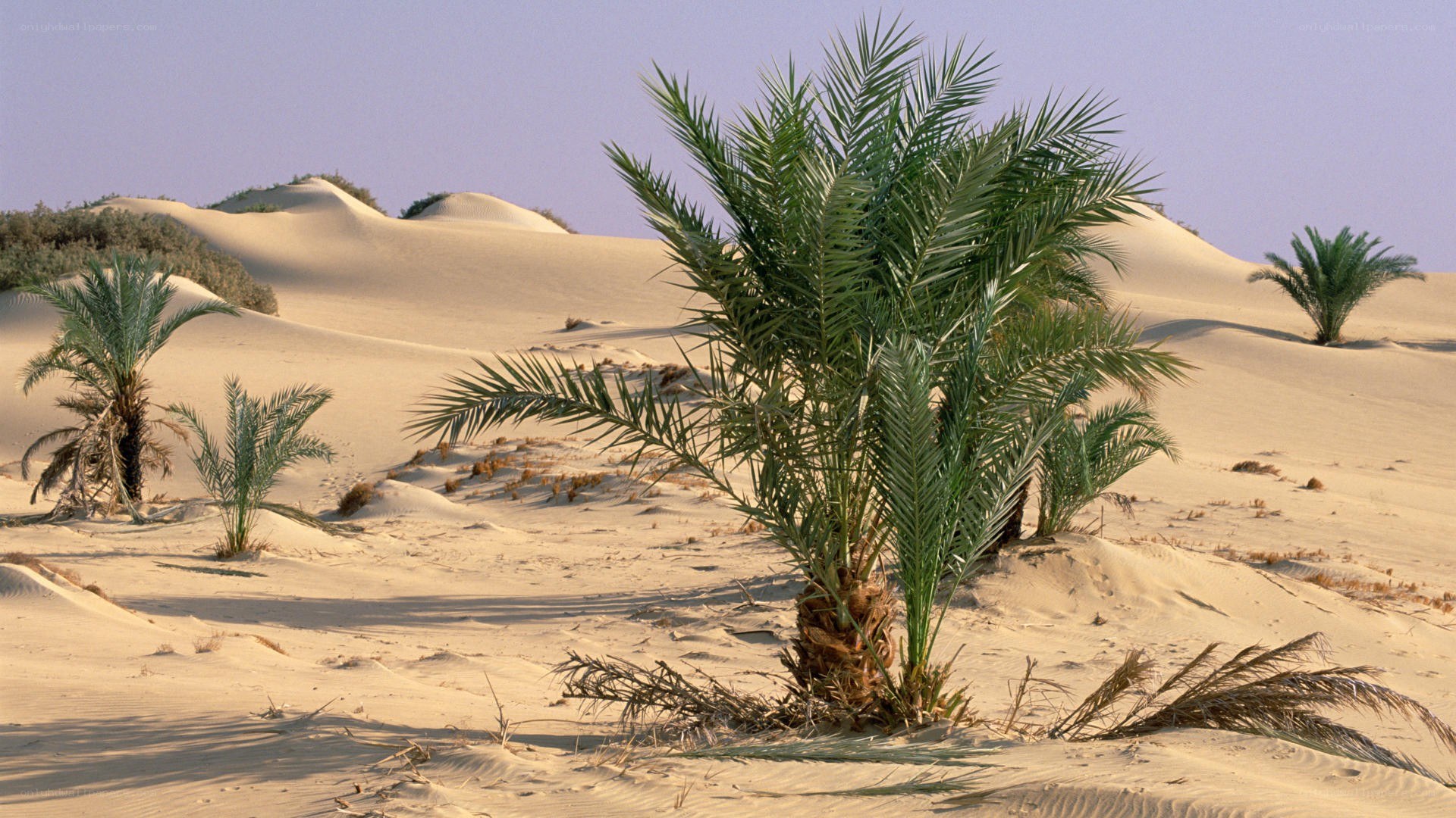 Desert palm trees