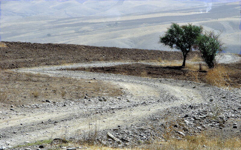 Desert path with lone trees