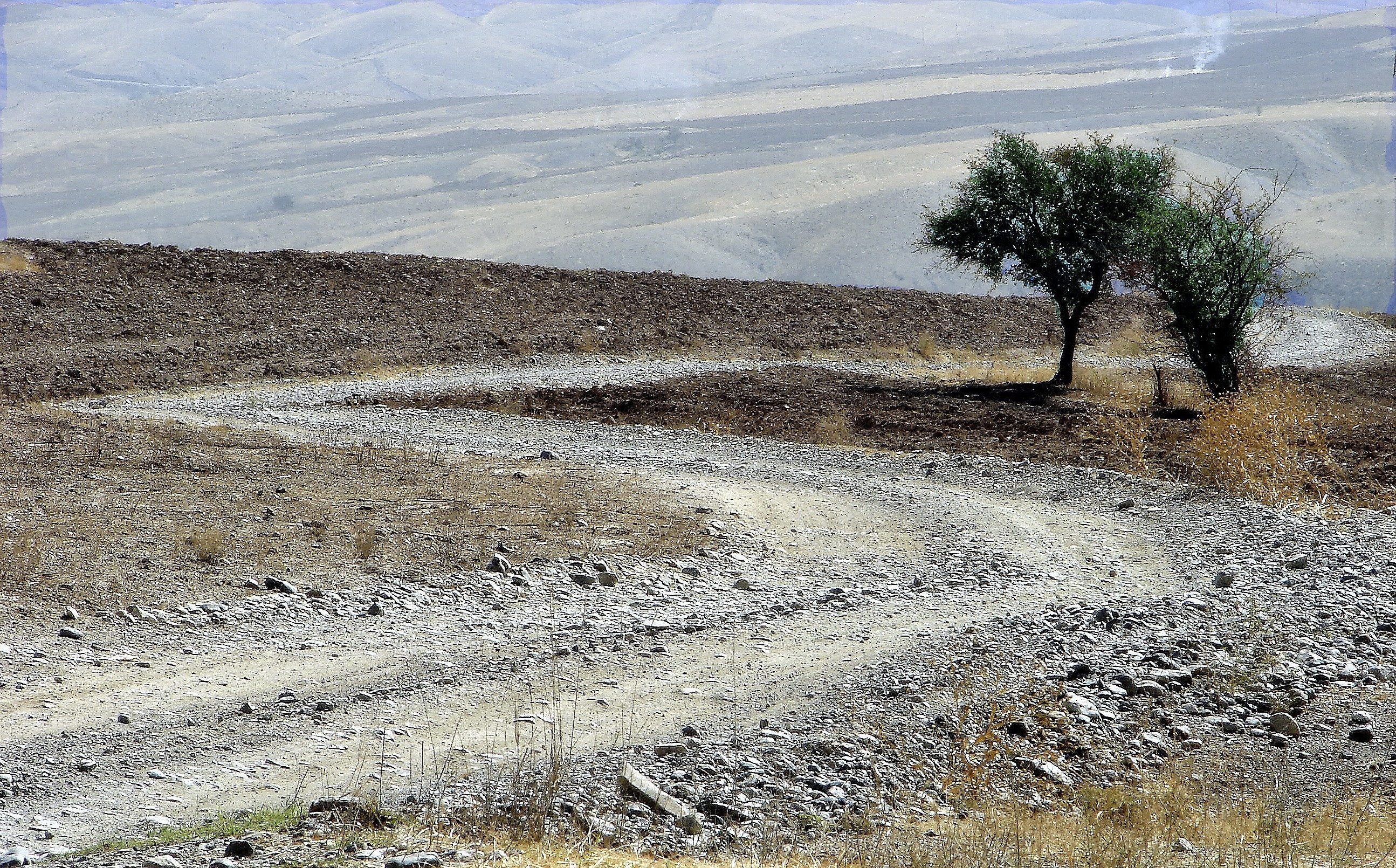 Desert path with lone trees