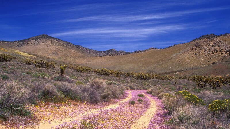 Desert path with wildflowers