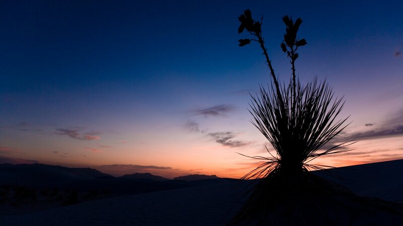Desert plant at sunset