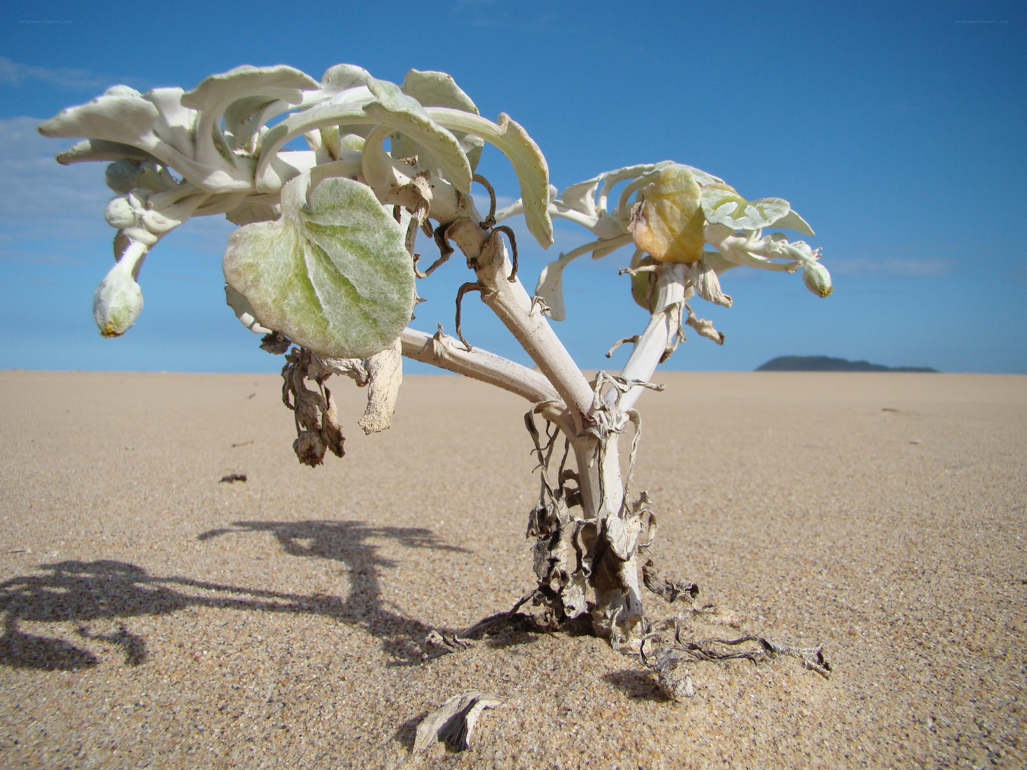 Desert plant in sandy landscape