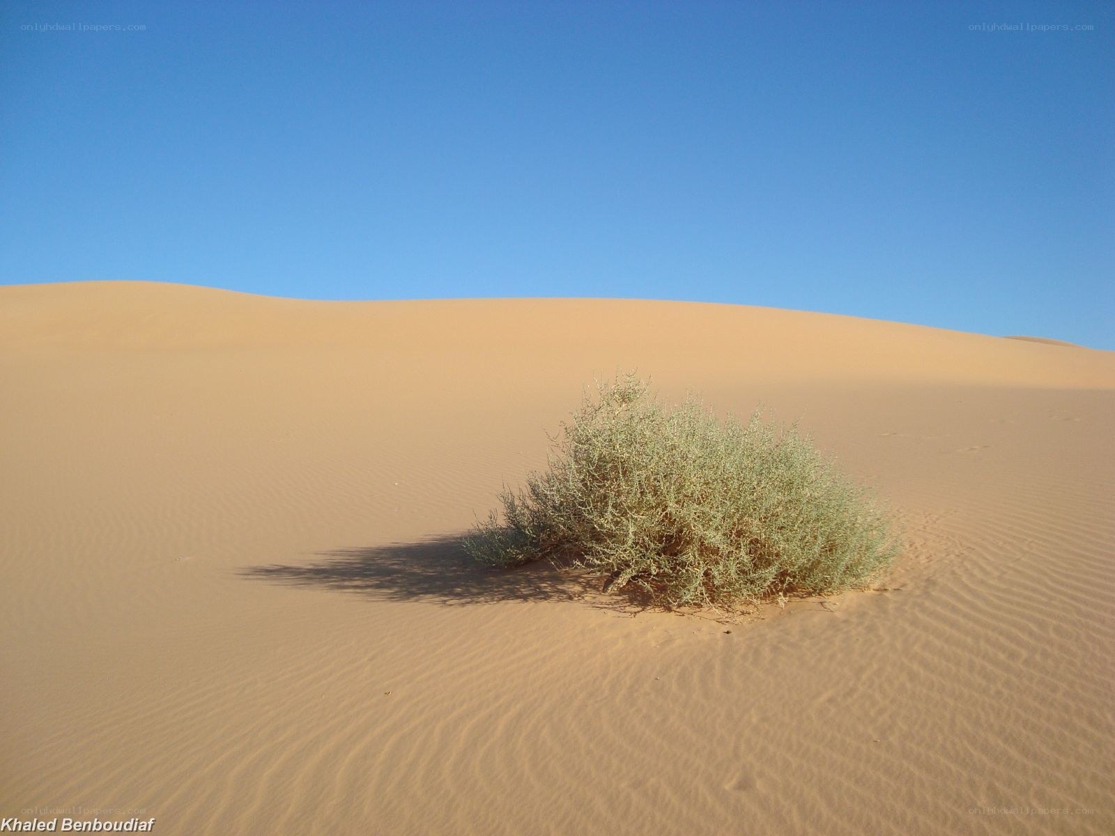 Desert plant on sand dune