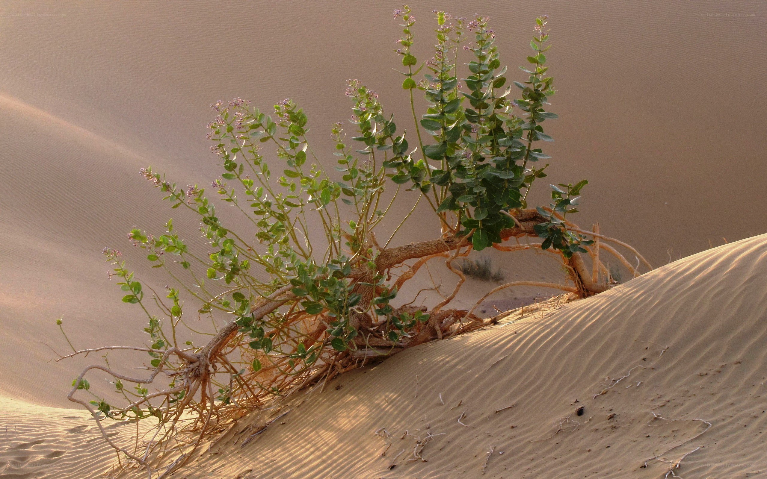 Desert plant on sand dune