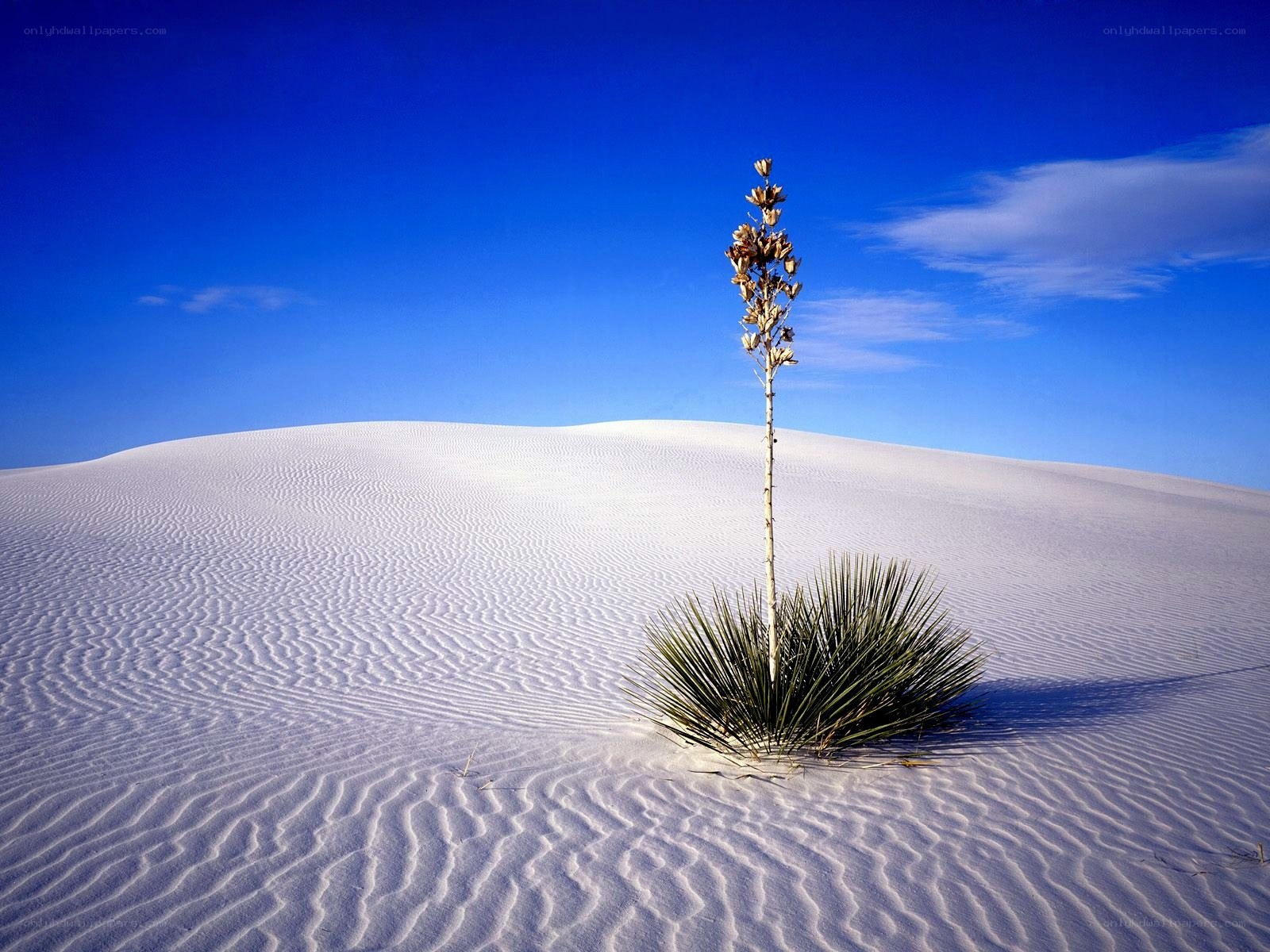 Desert plant on white sand dunes