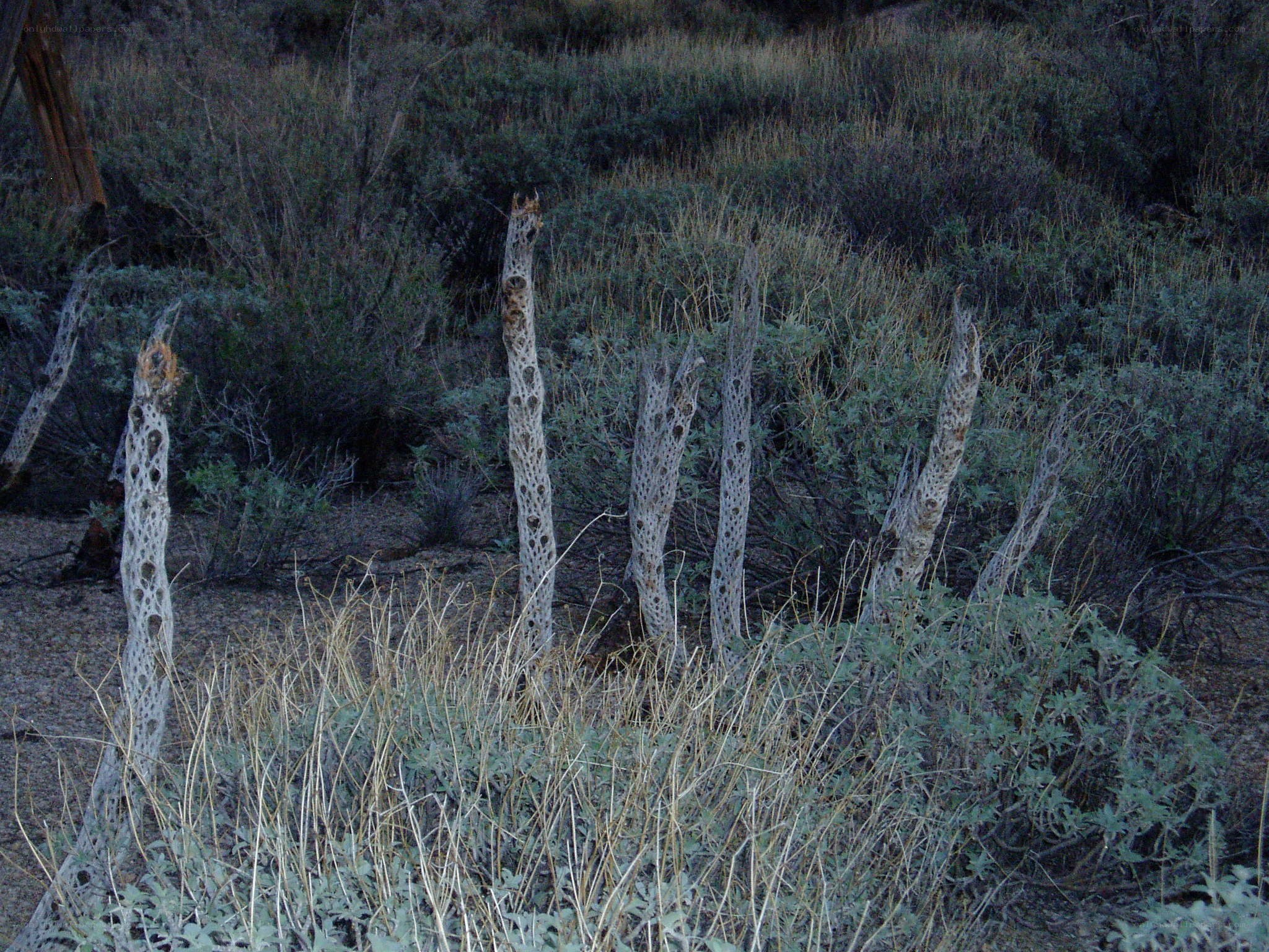 Desert plant skeletons