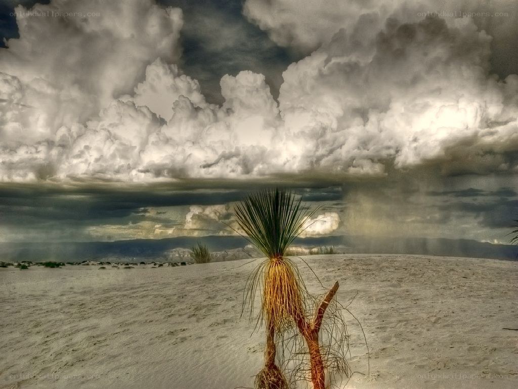 Desert plant under stormy sky