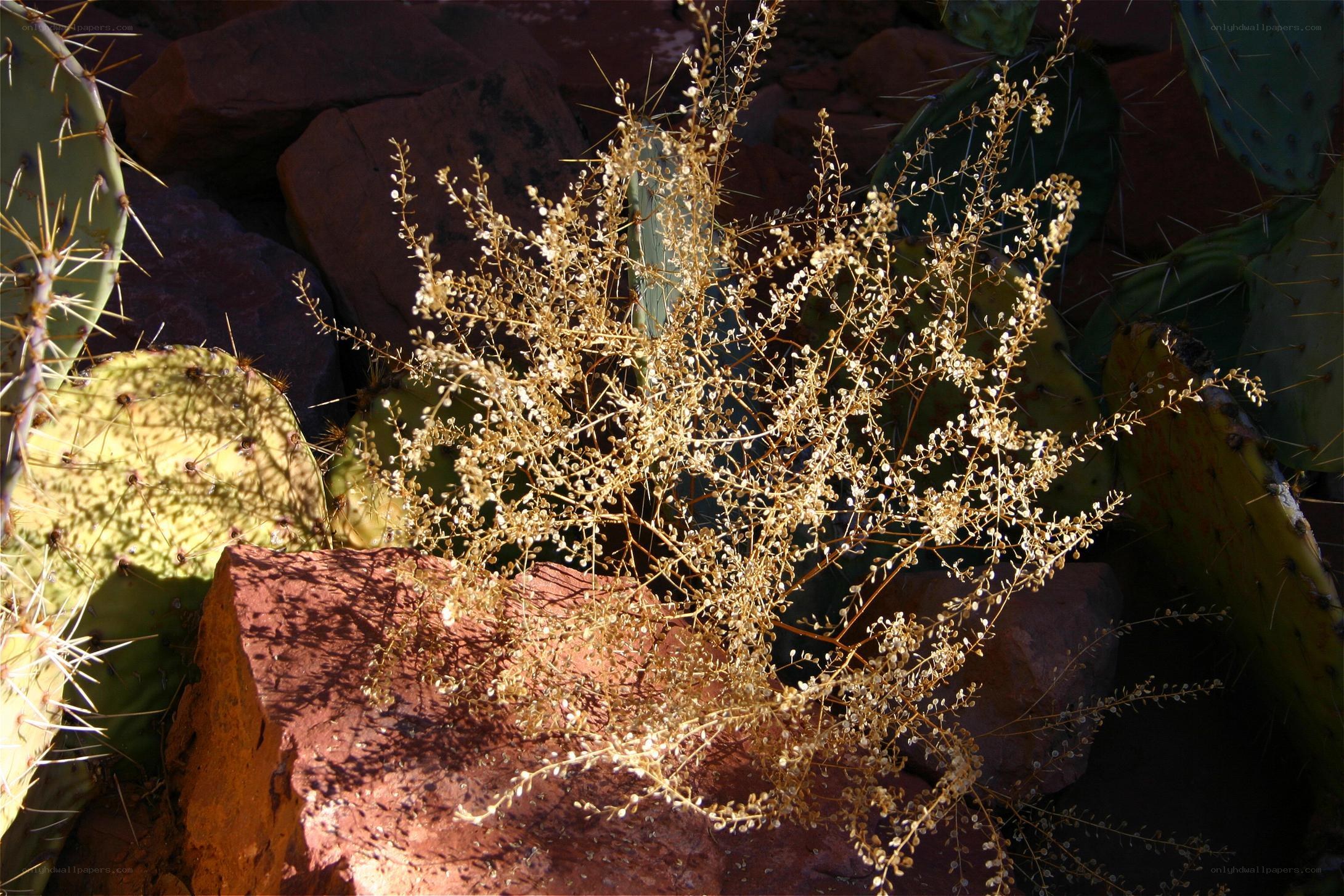 Desert plant with cactus