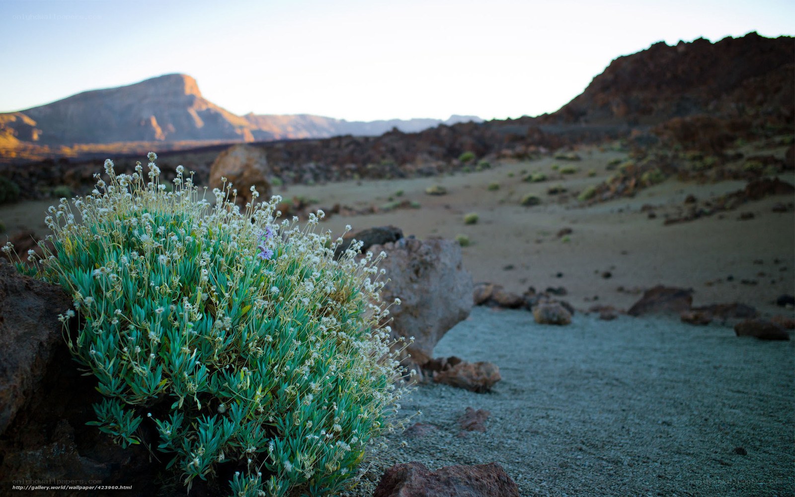 Desert plant with mountains