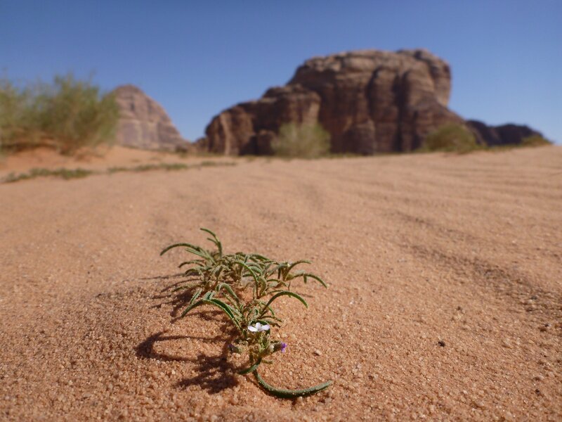 Desert plant with rock formations
