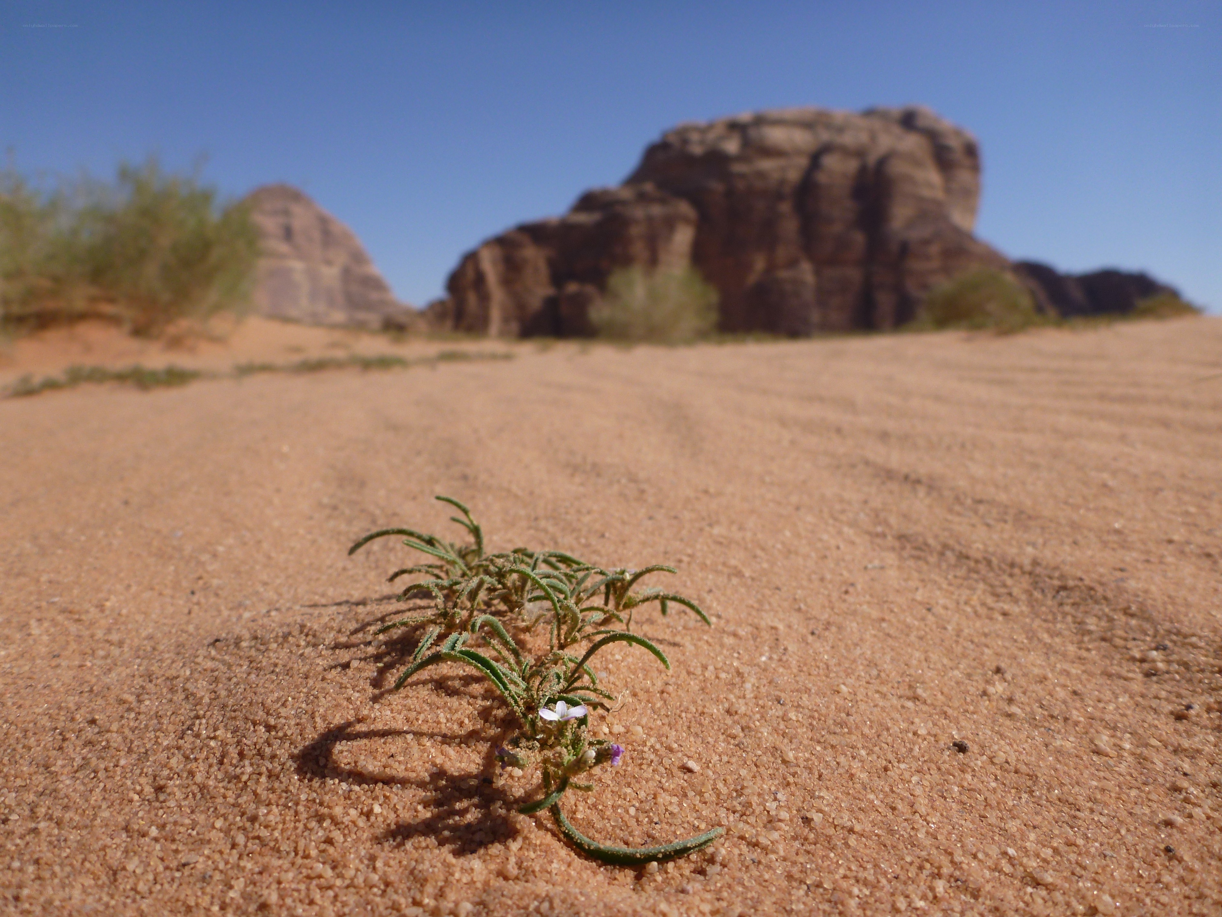 Desert plant with rock formations