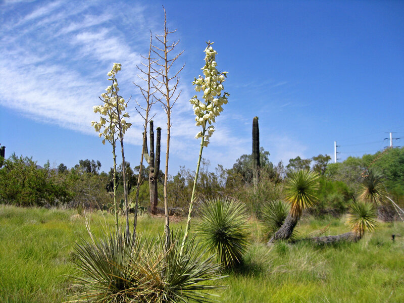 Desert plants in bloom