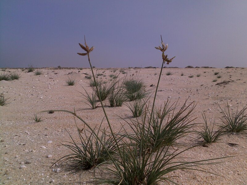 Desert Plants in Sand