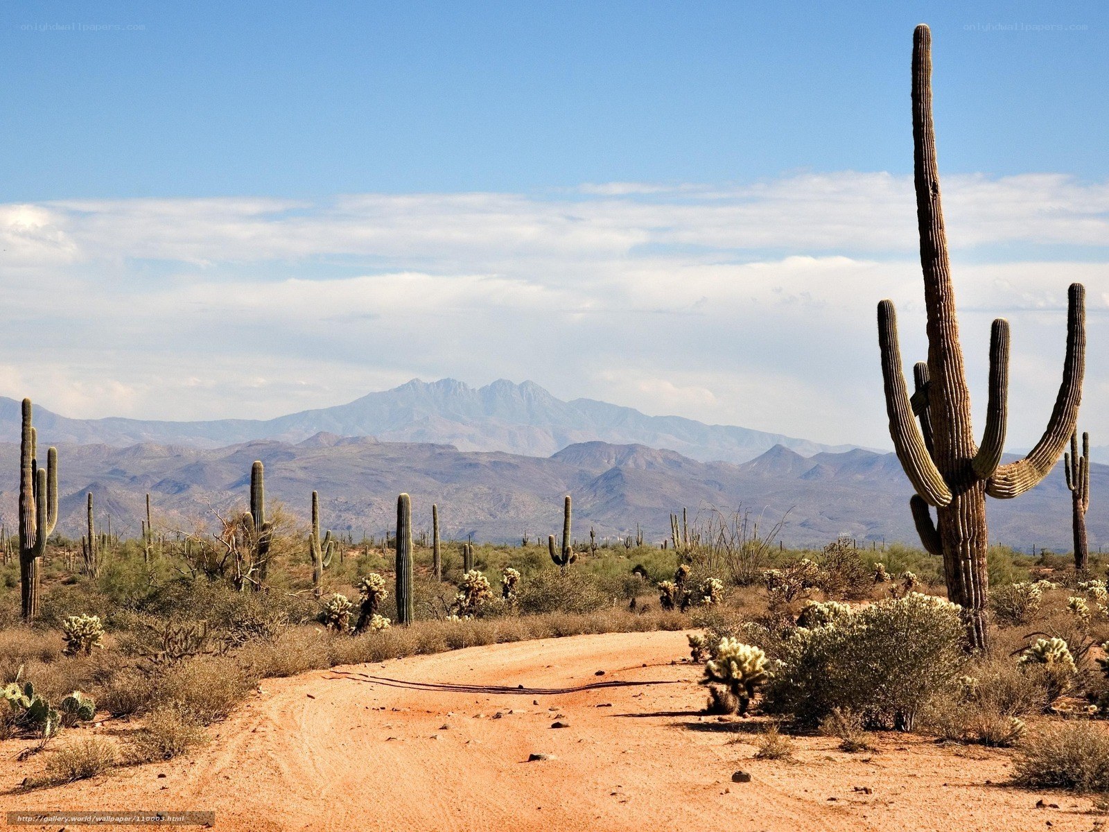 Desert road with cacti and mountains