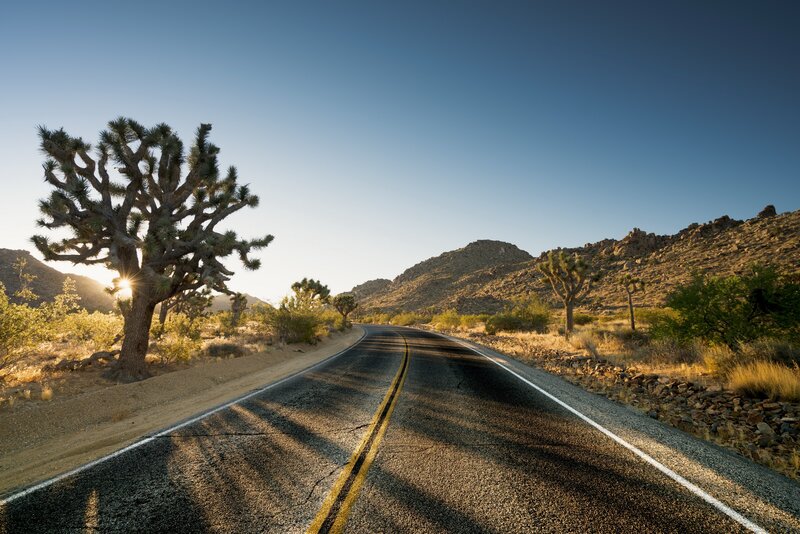 Desert Road with Joshua Tree