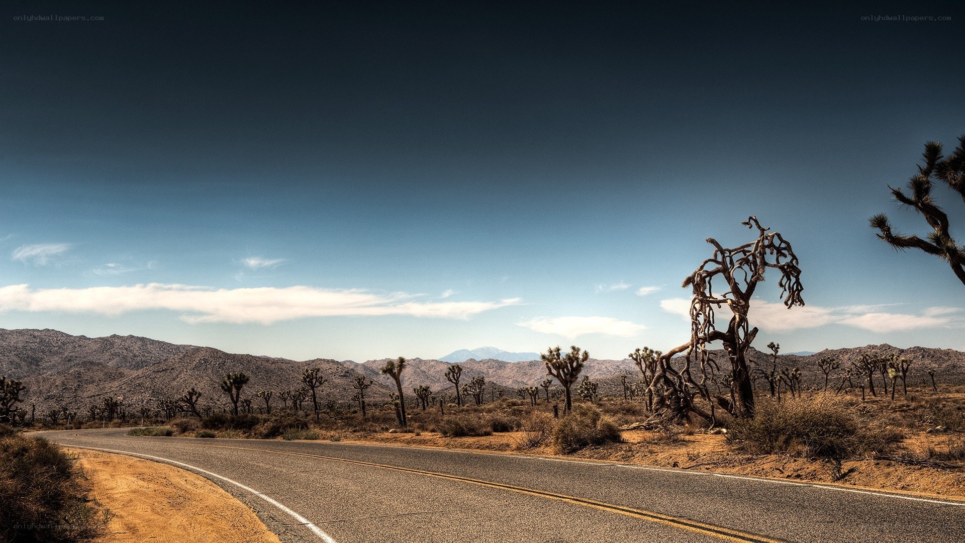 Desert road with Joshua trees