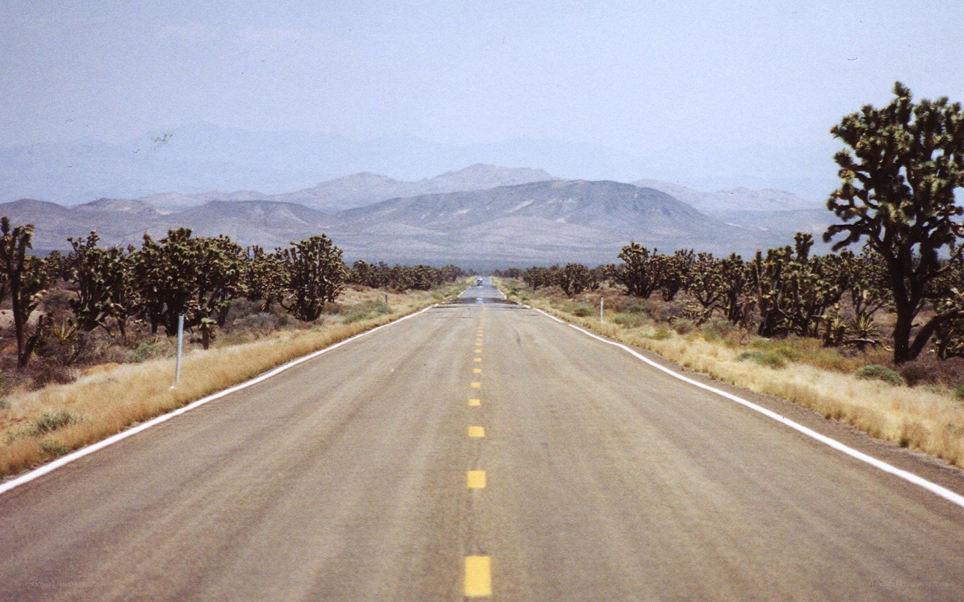 Desert road with Joshua trees