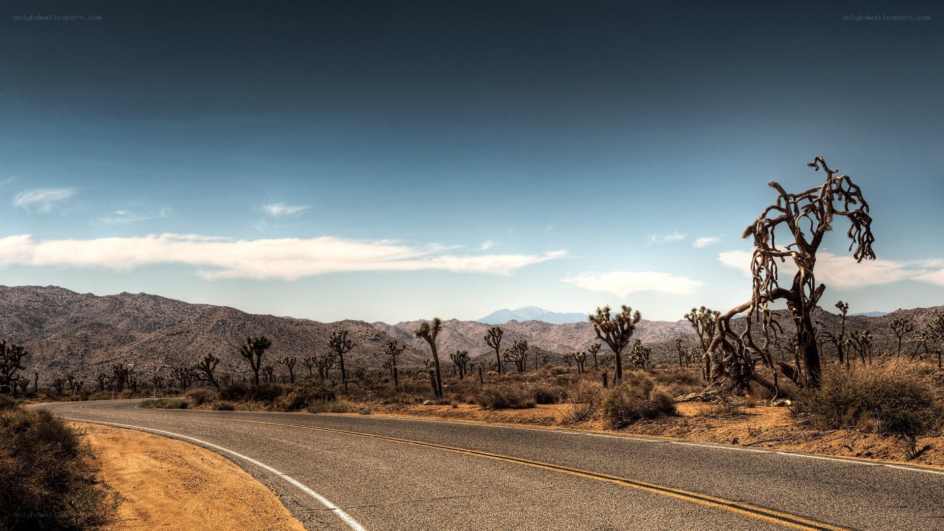 Desert road with Joshua trees