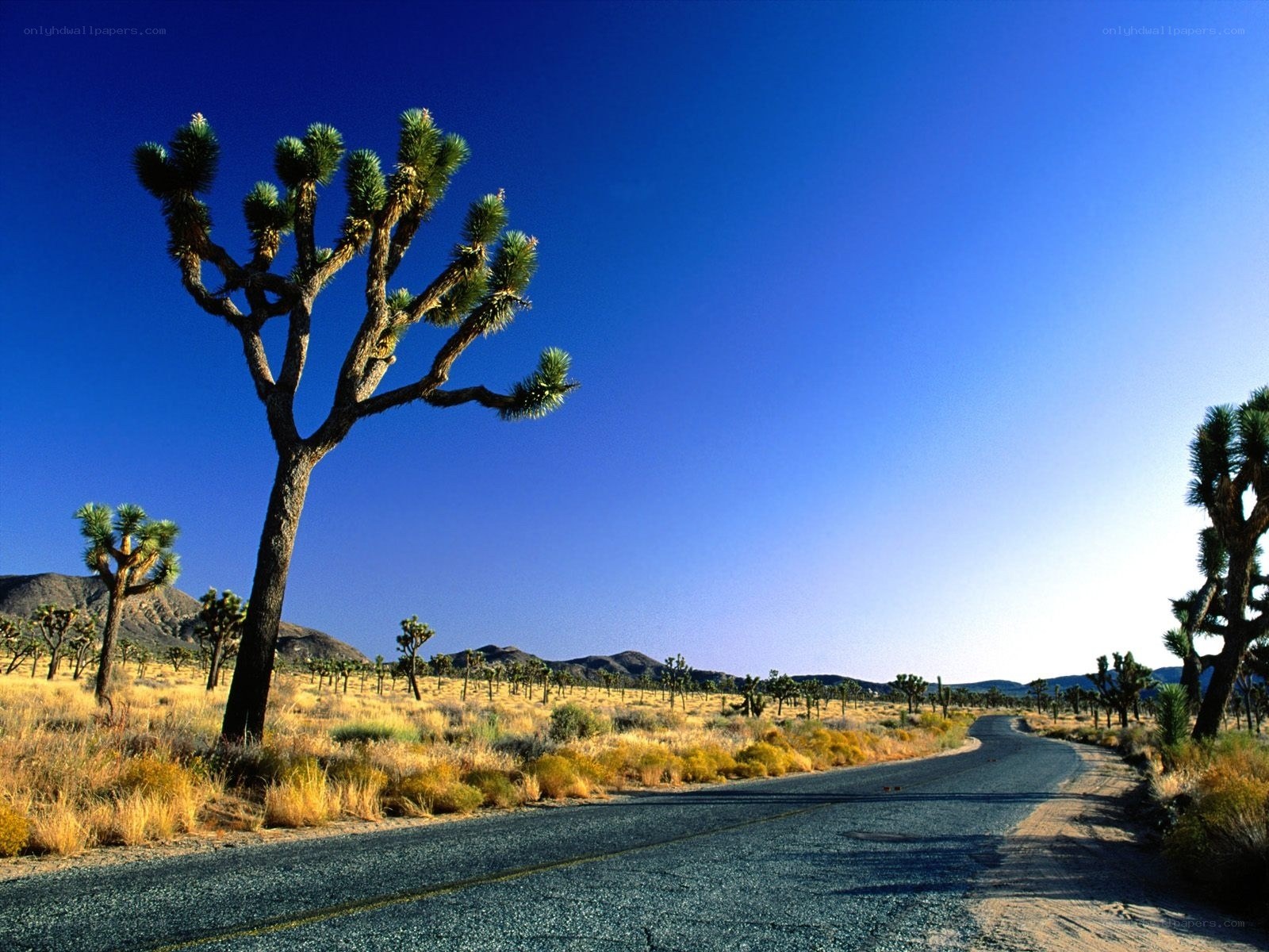 Desert road with Joshua trees