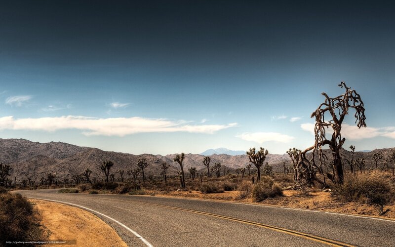 Desert Road with Joshua Trees — Blue, Arid