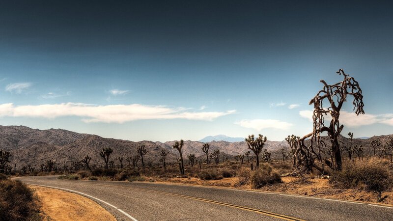 Desert Road with Joshua Trees — Blue