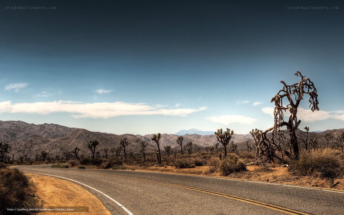 Desert road with Joshua trees