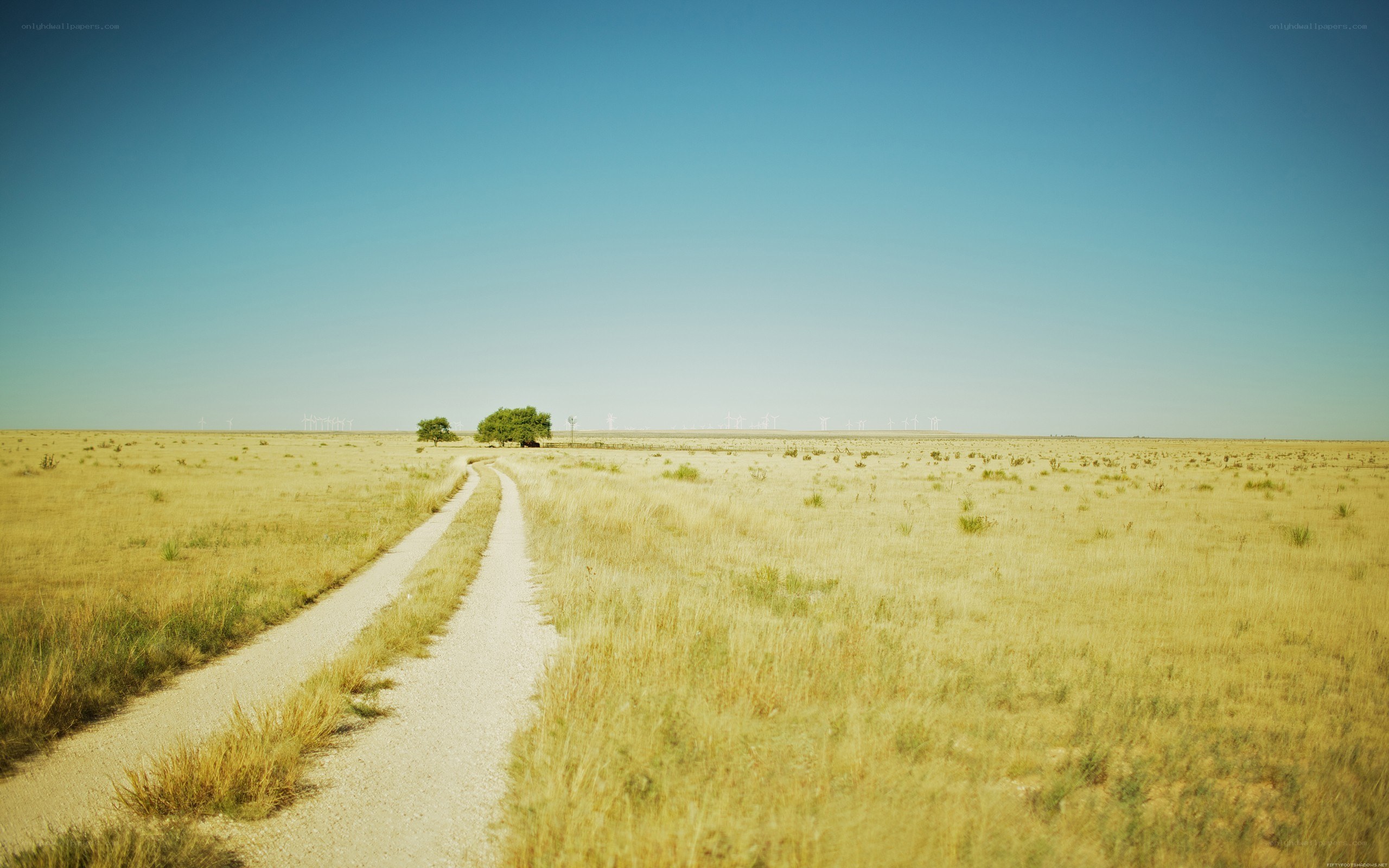 Desert road with lone tree