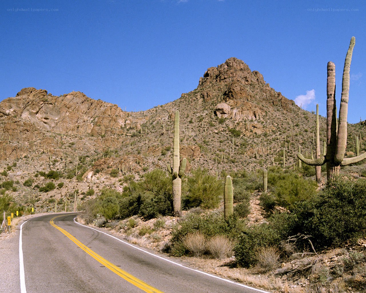 Desert road with saguaro cacti