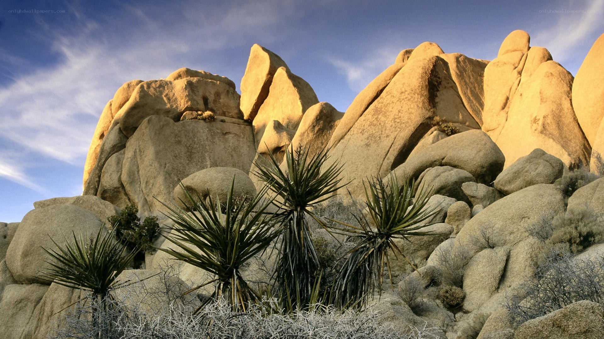 Desert rocks and yucca plants