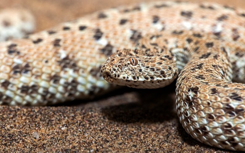 Desert sand viper