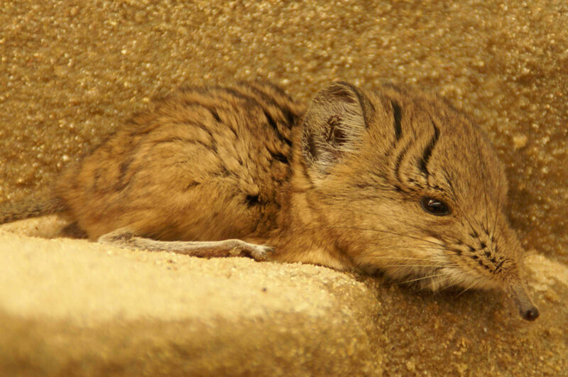 Desert shrew resting in sand