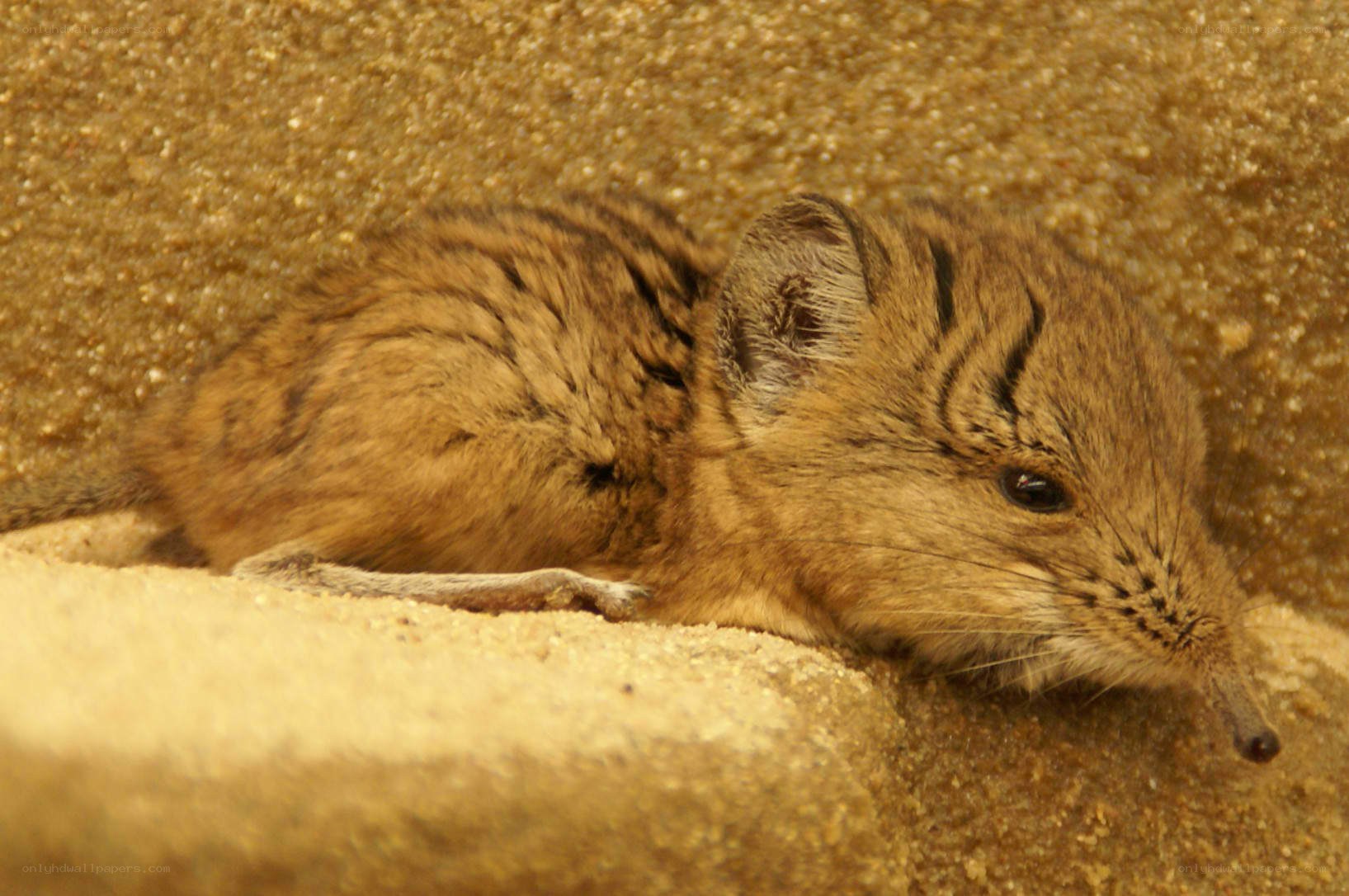 Desert shrew resting in sand