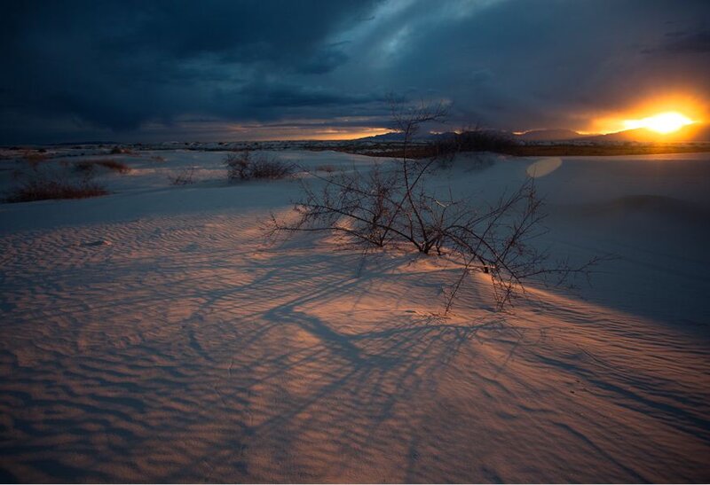 Desert Shrub at Sunset