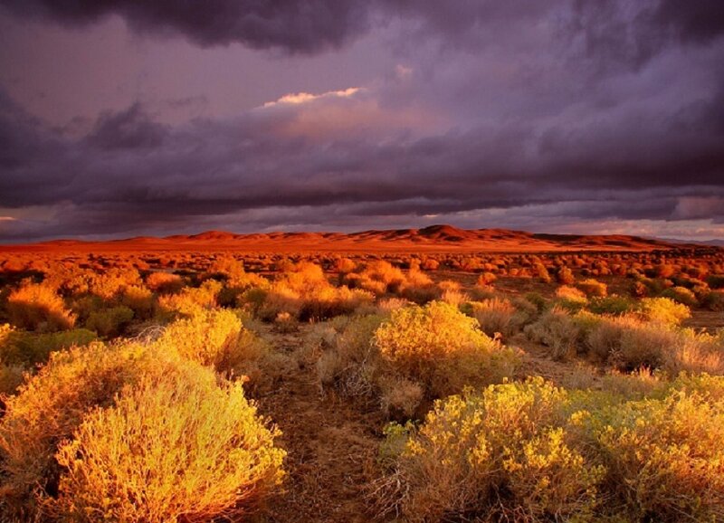 Desert Shrubs at Sunset — Dramatic