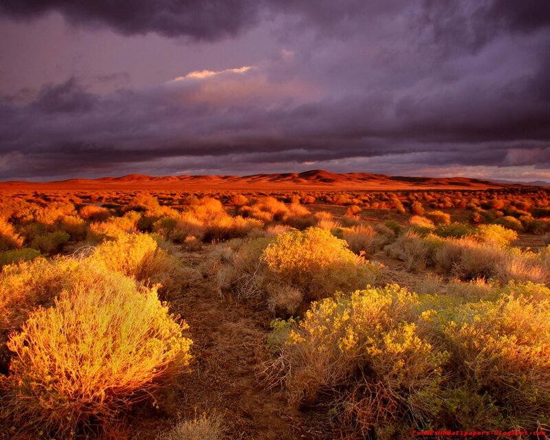 Desert Shrubs at Sunset — Orange, Dramatic, Photograph, Dunes, Clouds, Purple
