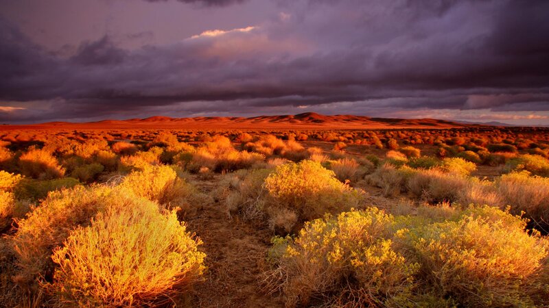 Desert Shrubs at Sunset — Orange, Dramatic, Photograph, Dunes, Clouds