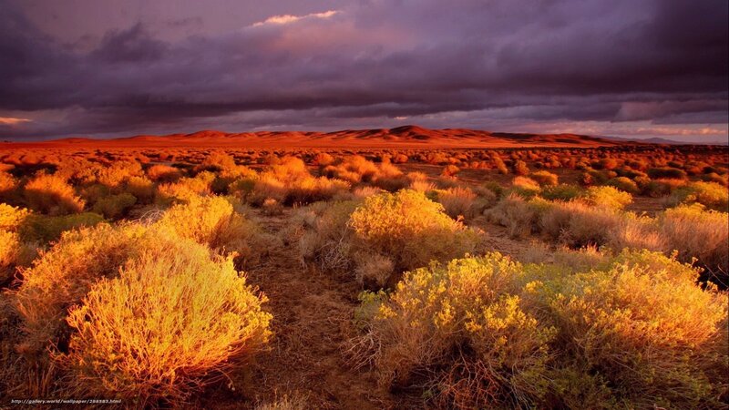 Desert Shrubs at Sunset — Orange, Dramatic