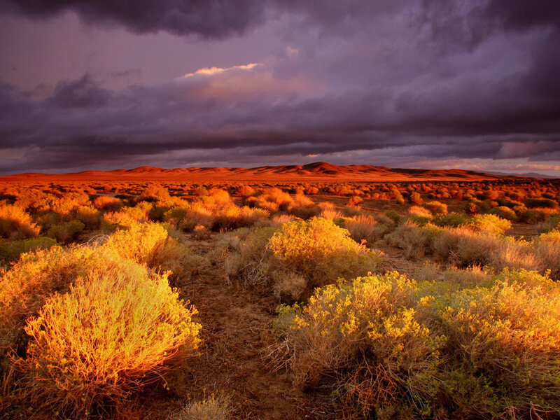 Desert Shrubs at Sunset