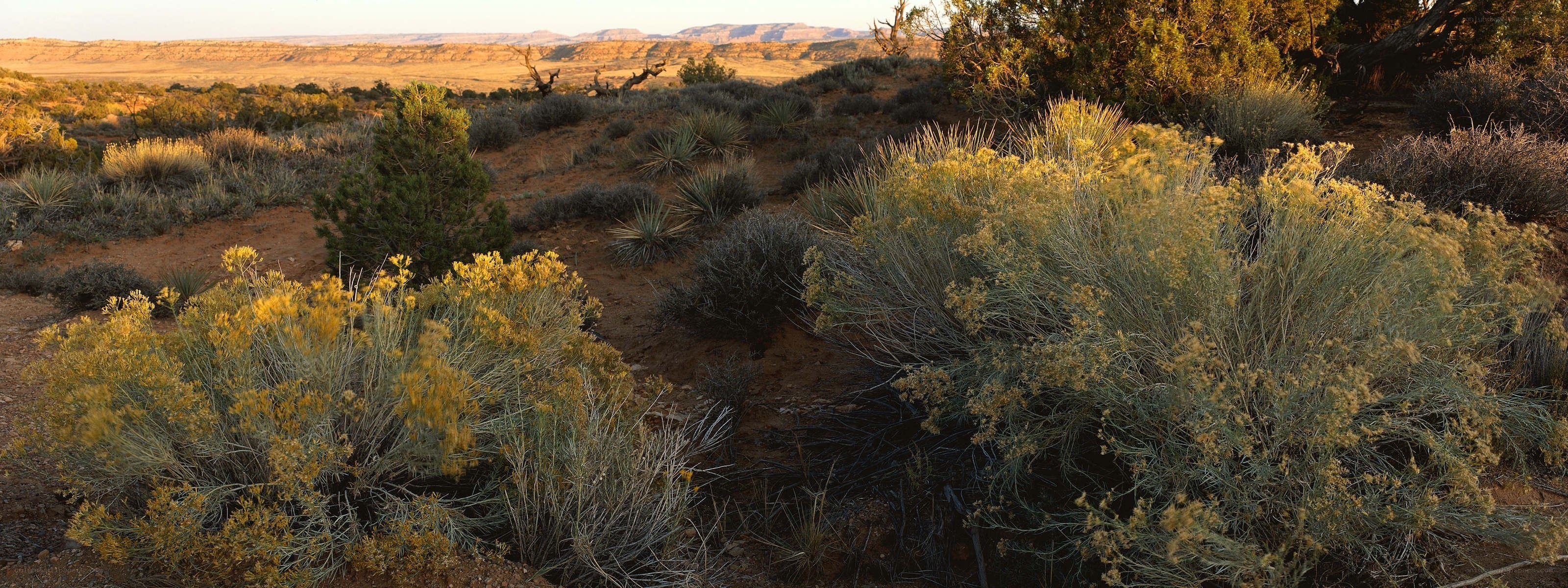 Desert shrubs in golden light