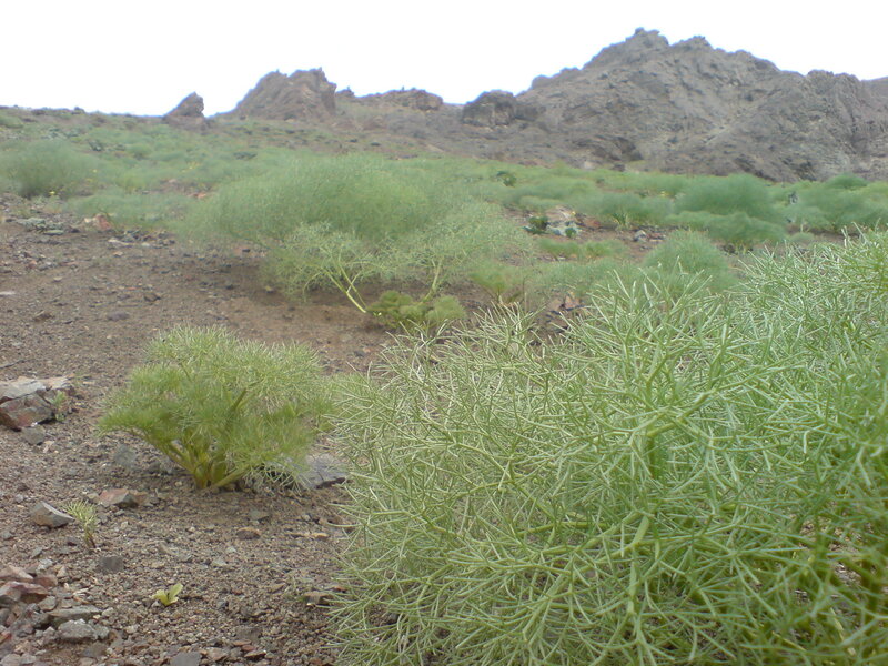 Desert shrubs in rocky landscape