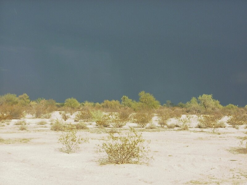 Desert Shrubs under Storm