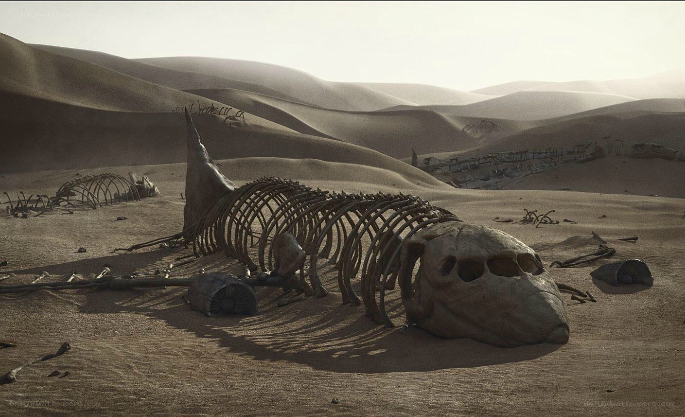 Desert skeleton remains