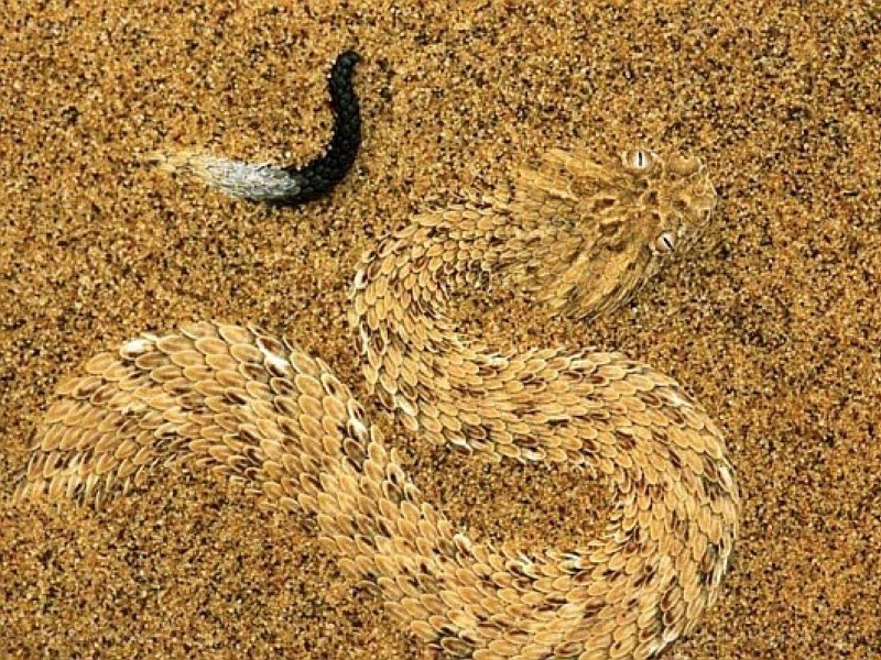 Desert snake camouflaged in sand